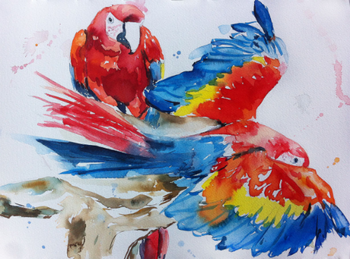 Parrot pair