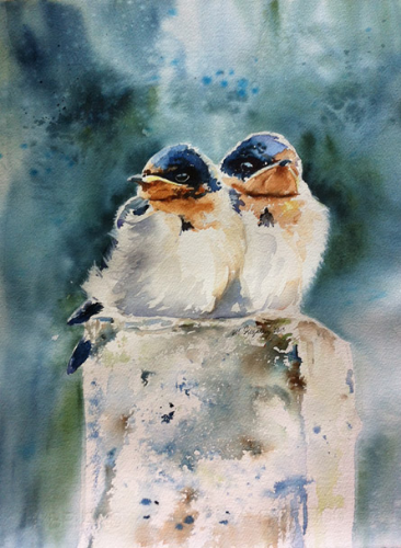 Baby swallows
