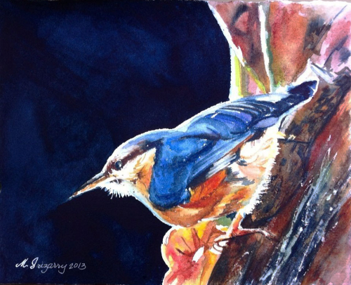 Nuthatch