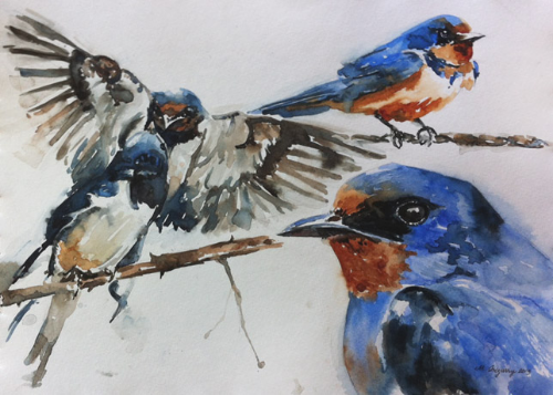 Barn swallows
