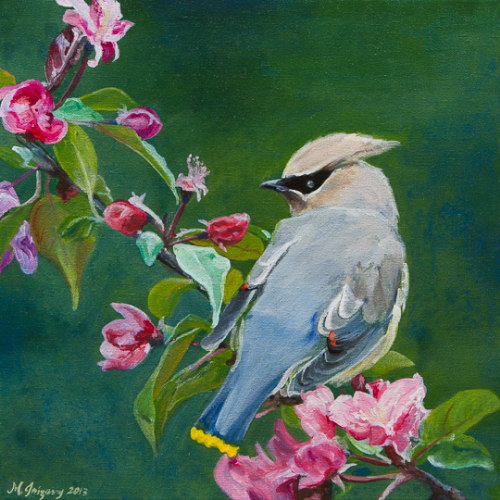 Waxwing in pink