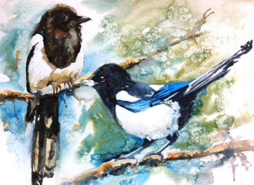 Magpies