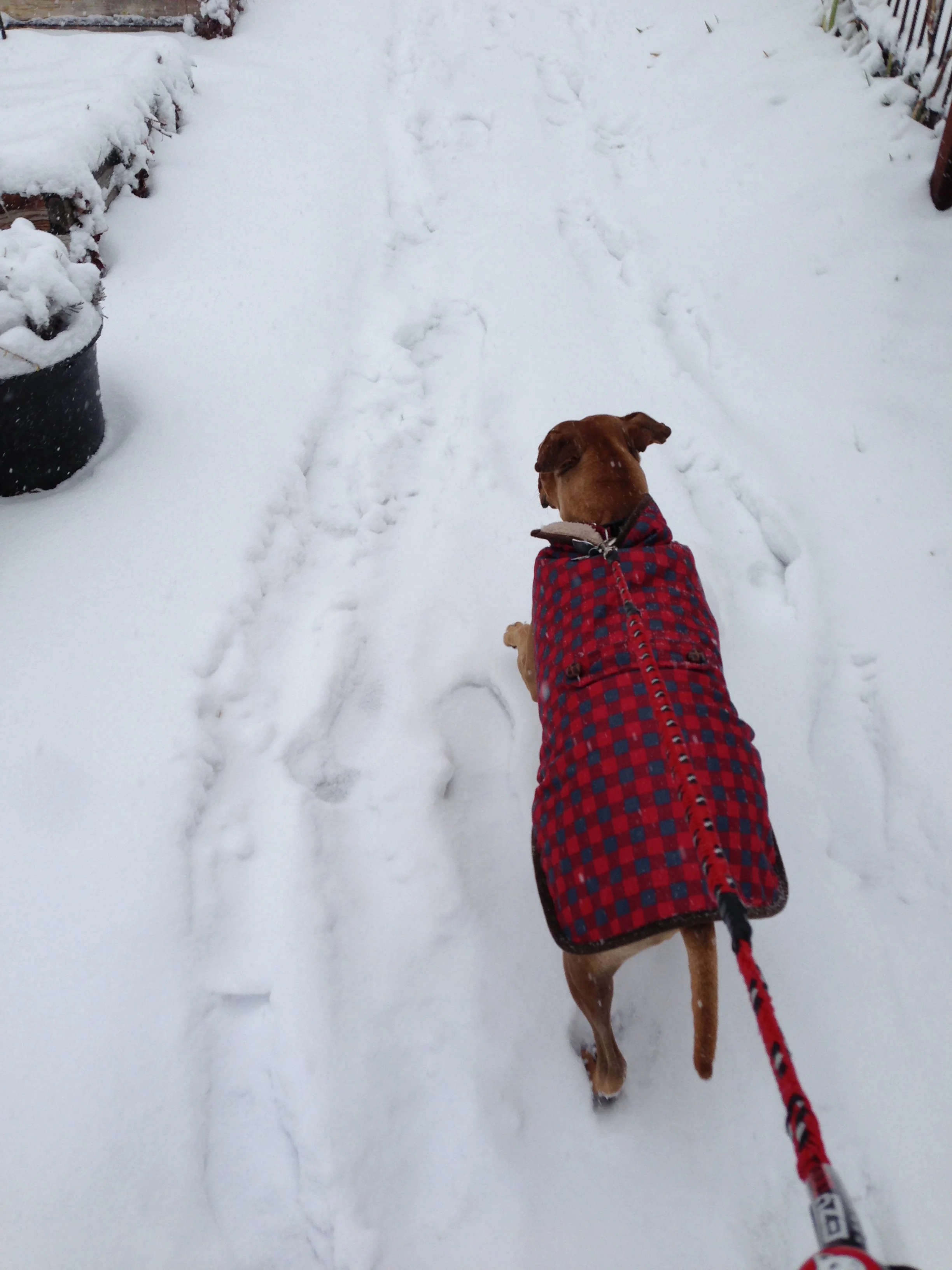 Betty, the snowdog. 