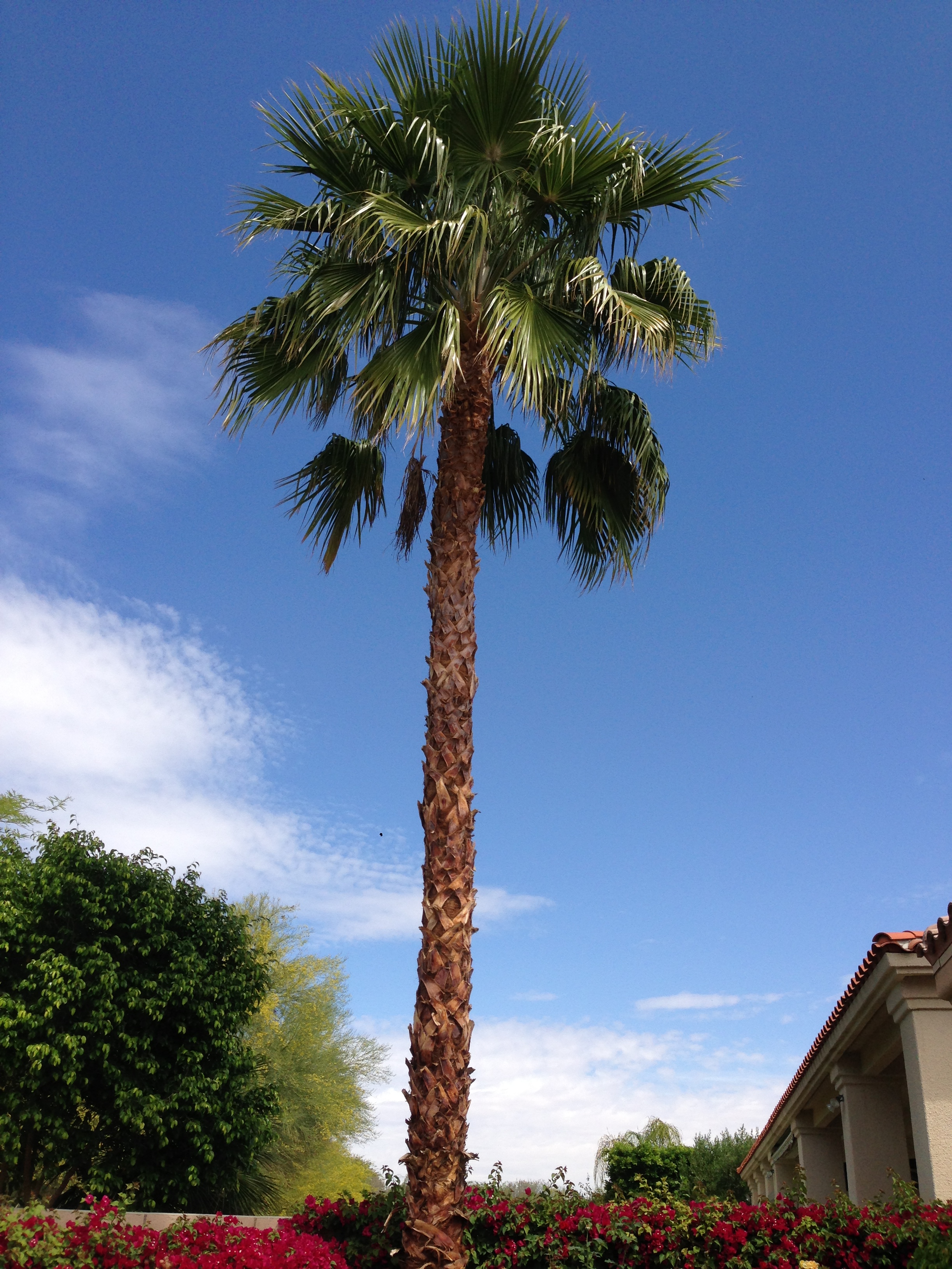 Turning a new leaf city-wise, apartment-wise and possibly career wise. Luckily Palm Springs exists. 