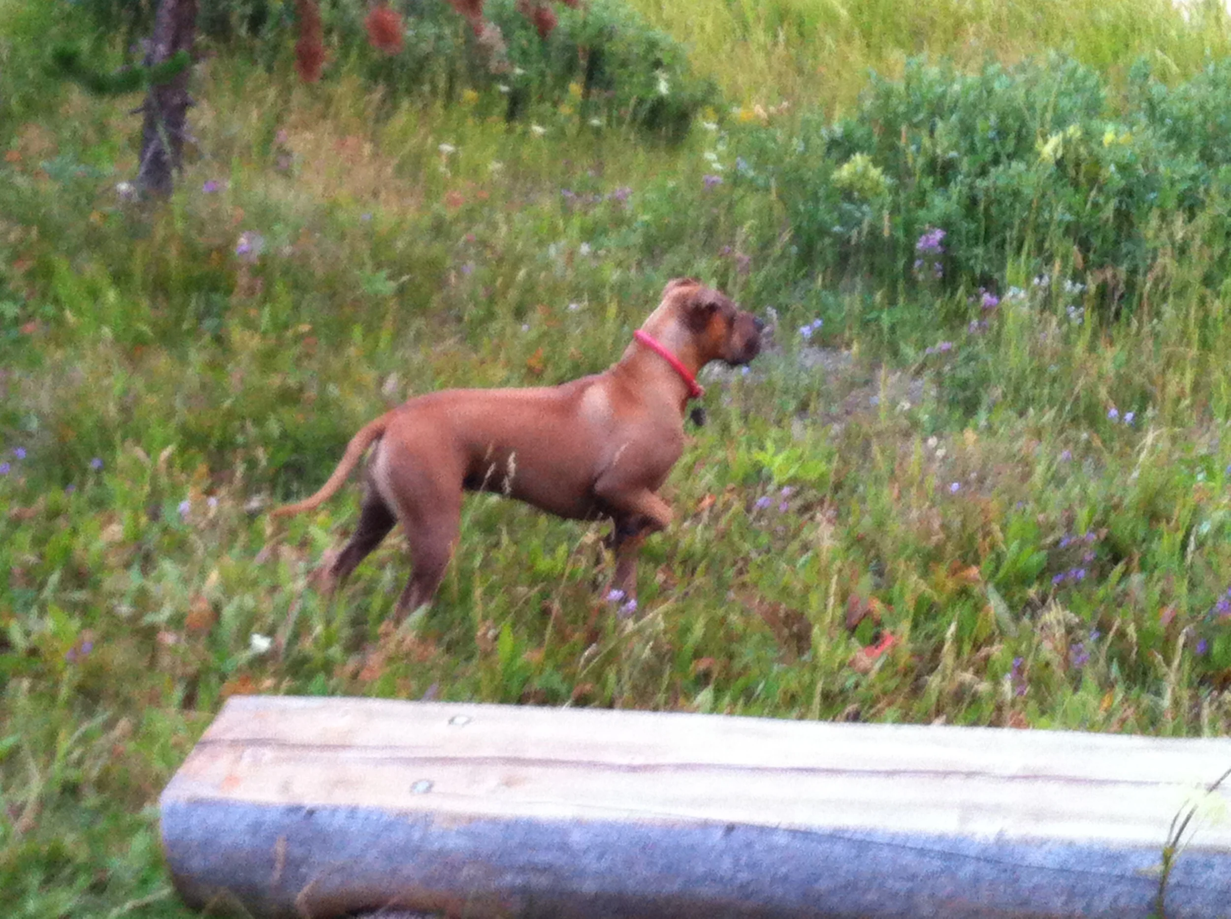 Pointing out smells. 