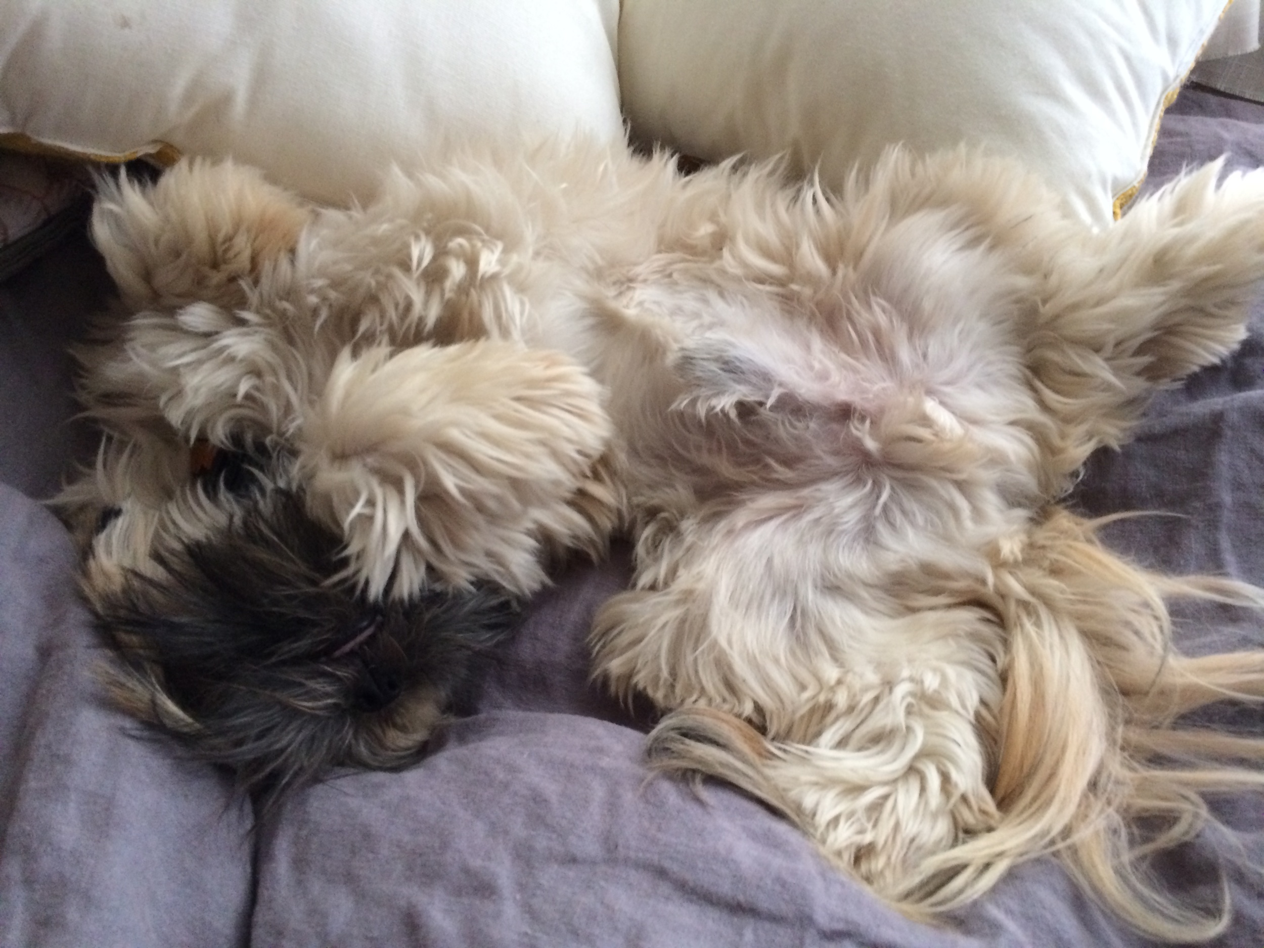 Chewie-napping