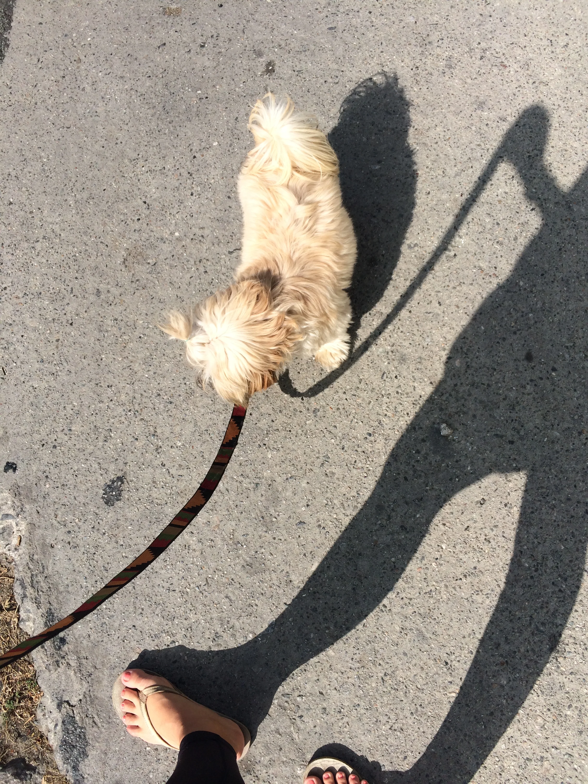 Chewie-walking