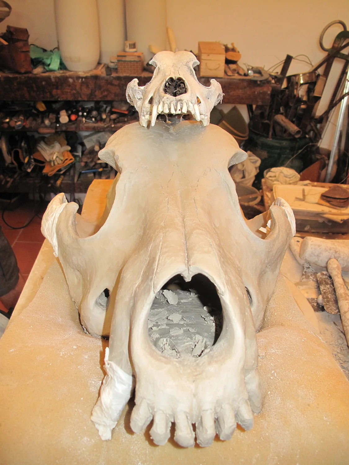 Canis lupus familiaris 