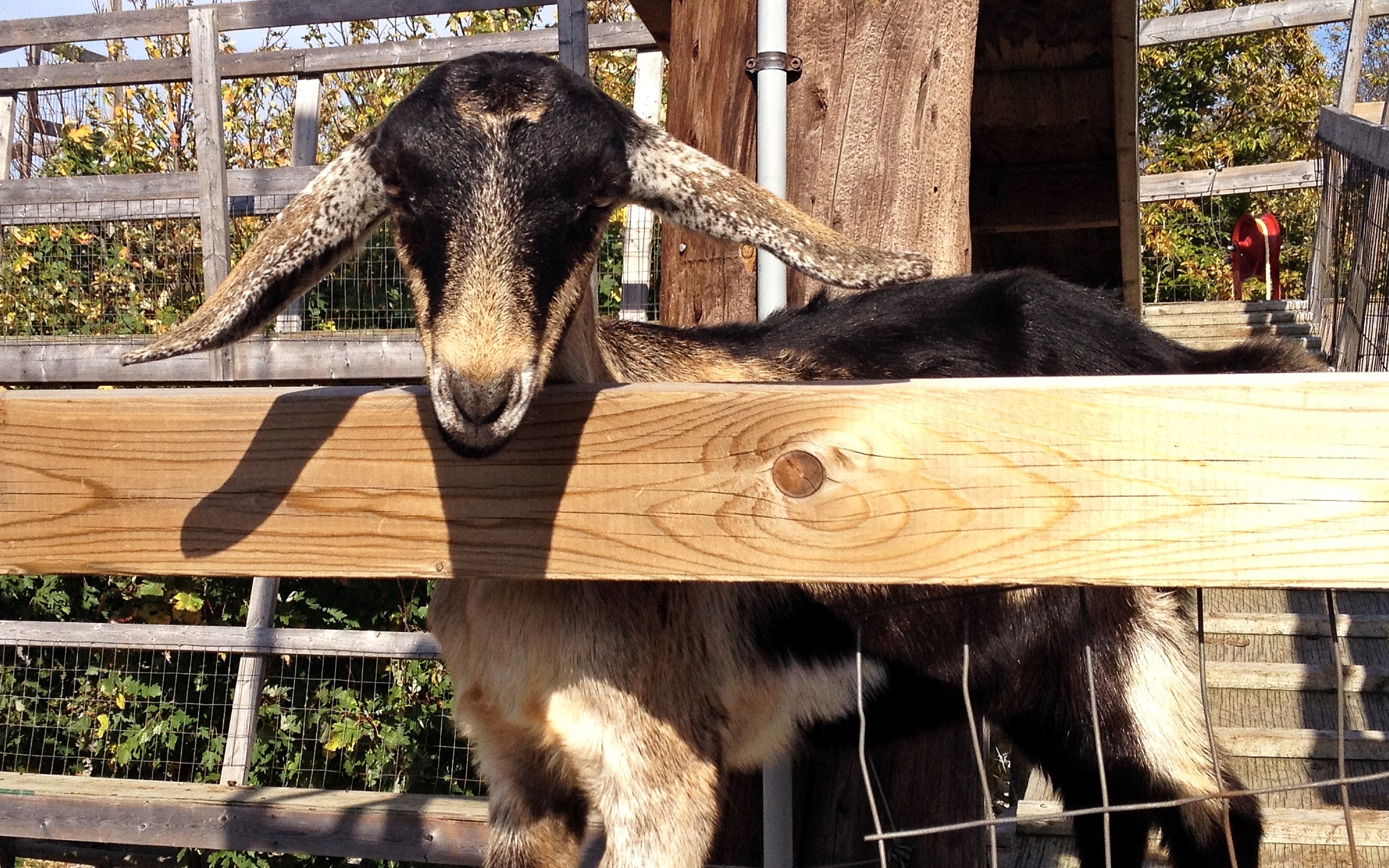 They had a goat walk made of ramps that led to different levels. You could feed the goats using a pully system--you can see the red pully to the right--that brought a small cup up to one of the levels and dumped the food out. I tried to feed this guy, but he was too busy hamming it up for the cameras. 