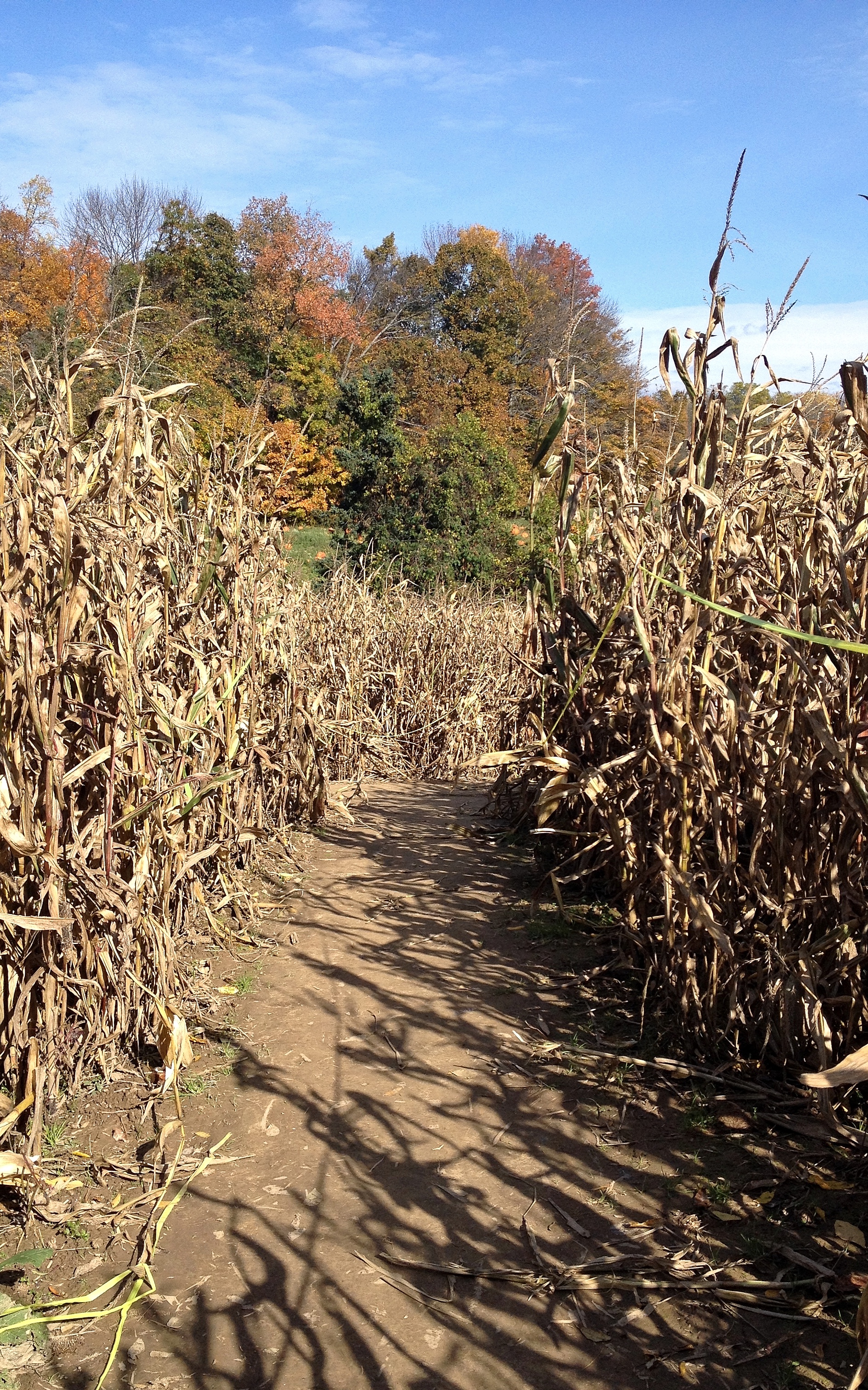 We did a corn maze! It was a first for the both of us. I tried the old "keep your left hand on the wall" trick, but either screwed up or debunked it. We still got out pretty quickly, though.