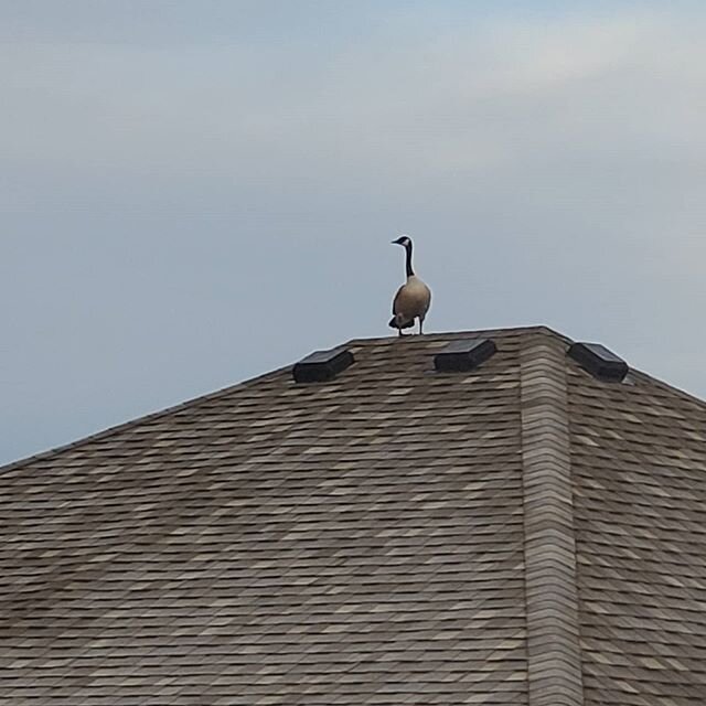 Serenaded by this dude this morning. It gave me a good chuckle to see him (or her?) on top of the neighbor's roof. Hope he finds his buddies or whoever he's calling for.