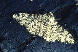 typica.gif