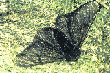 carboneria.gif