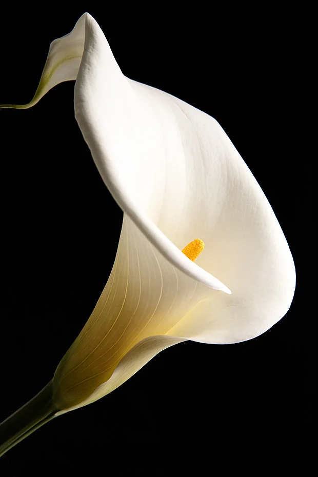 IMG_8553lily_blog.jpg