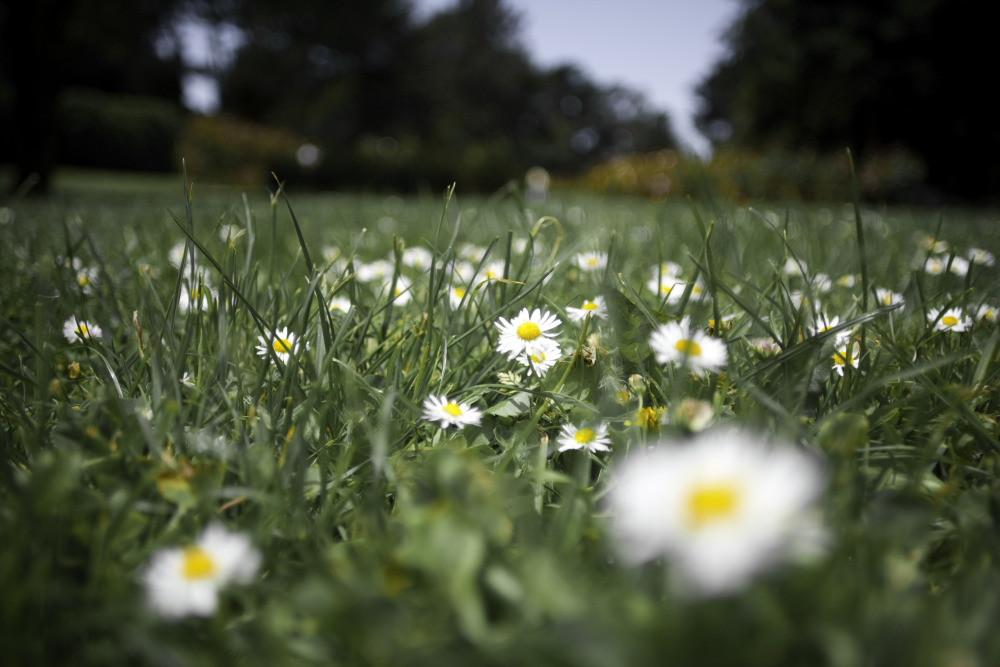 Field of Daisys