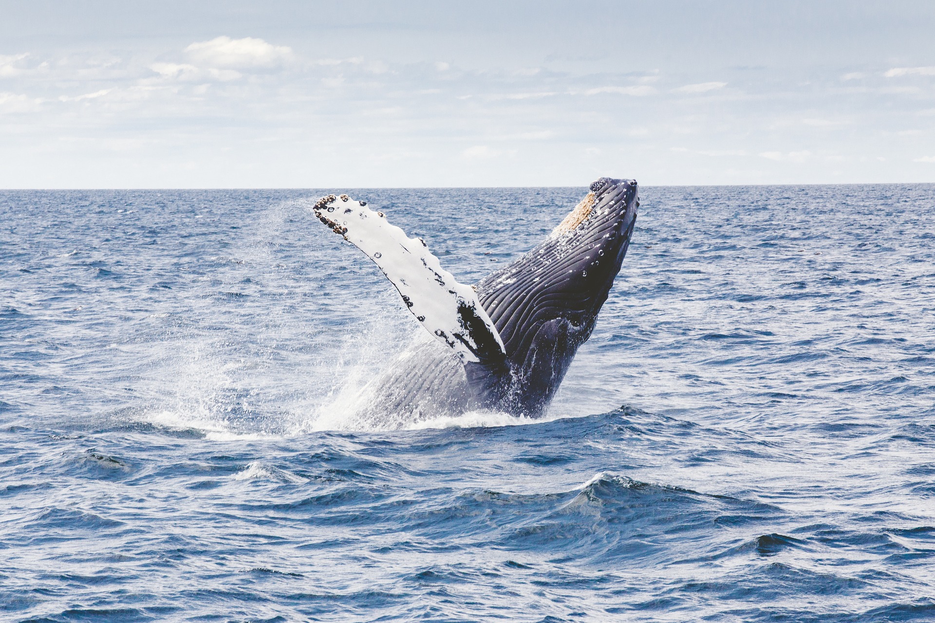 Humpback whales are one of nearly 200,000 identified species that call the ocean home. However, the actual number of marine species may be in the millions.
