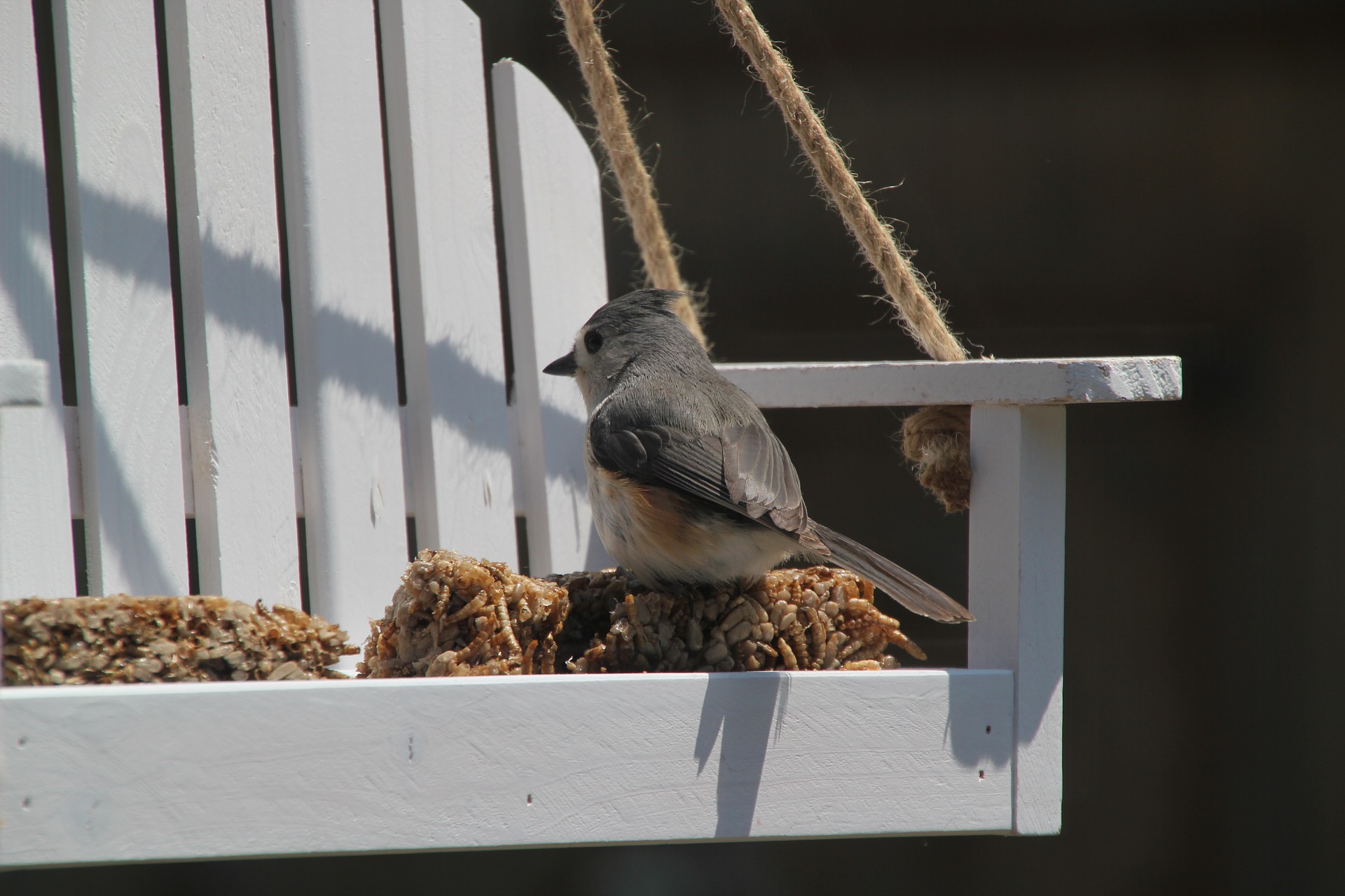 A tufted titmouse enjoys a meal on a mini backyard swing. Birds spotted in the backyard can be counted during a nation-wide bird count this winter season.