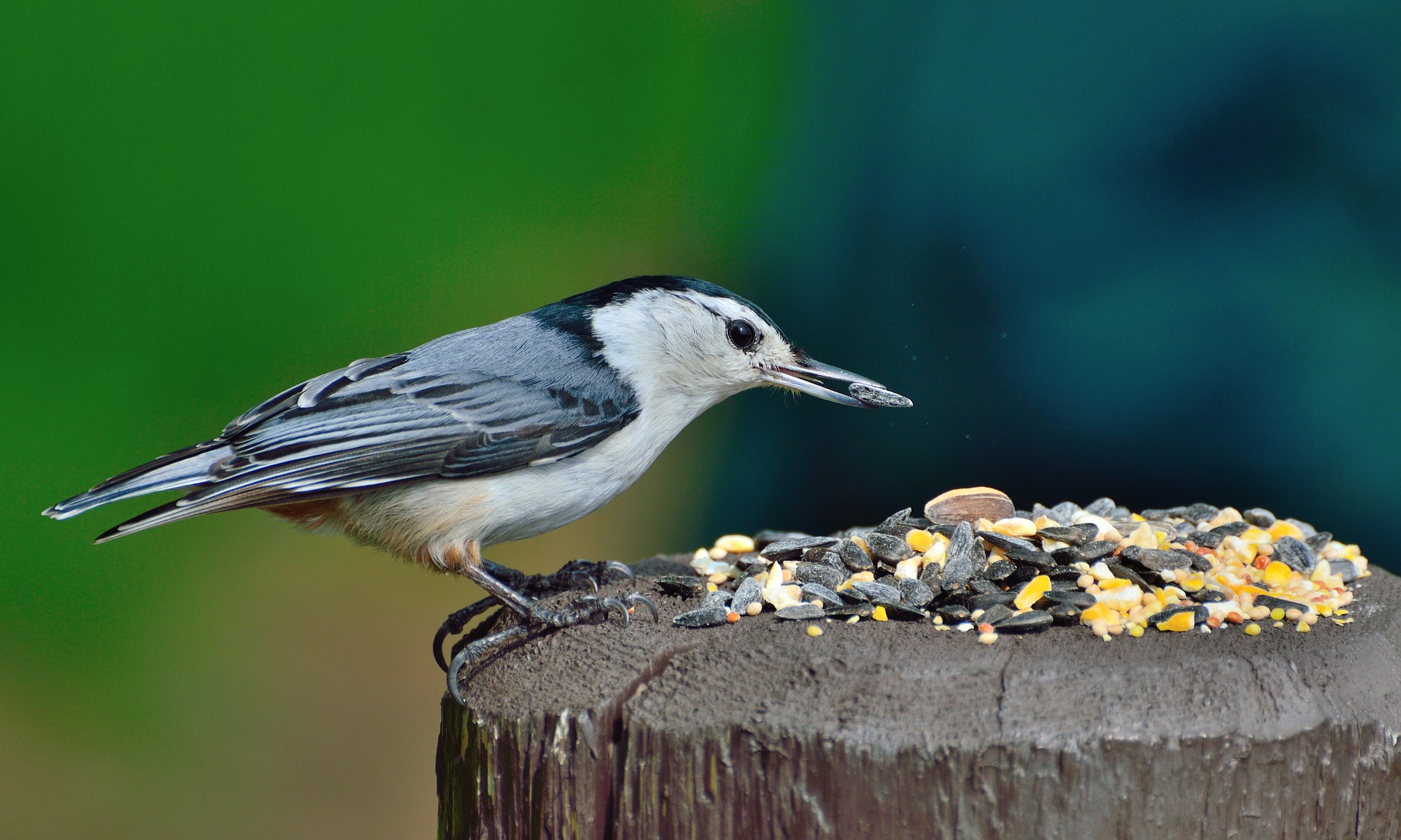 A white-breasted nuthatch enjoys birdseed left outside in a home garden area. Providing food and water to birds in your own backyard is an excellent way to support wildlife this week. 