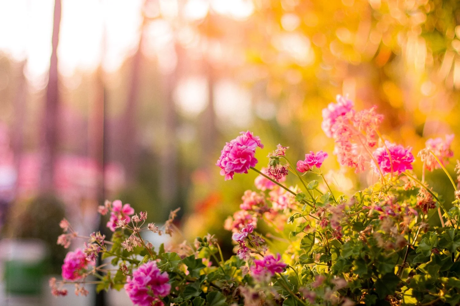 bloom-blossom-floral-17666.jpg