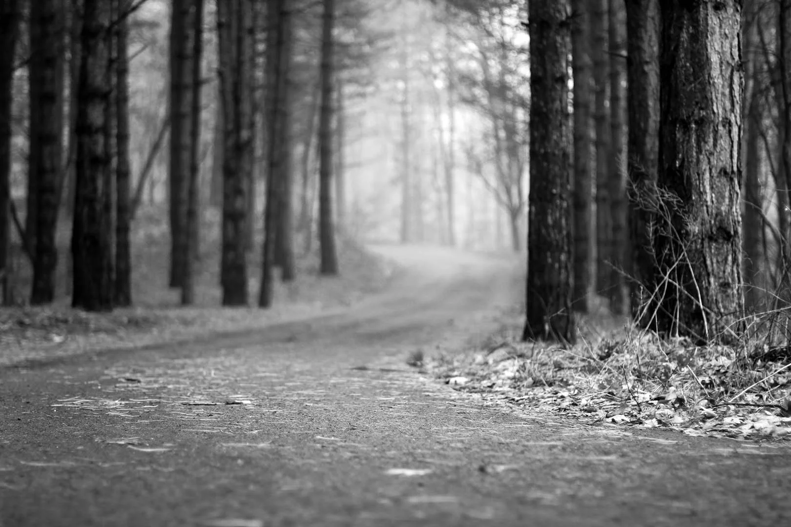 Foggy Bend Near Siedman Park