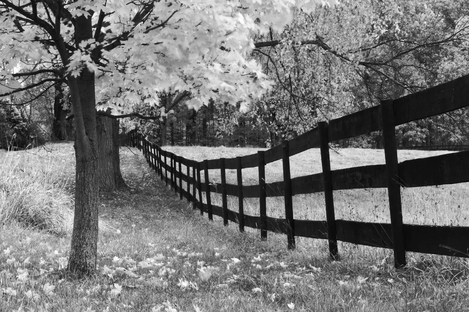 Black and white Autumn