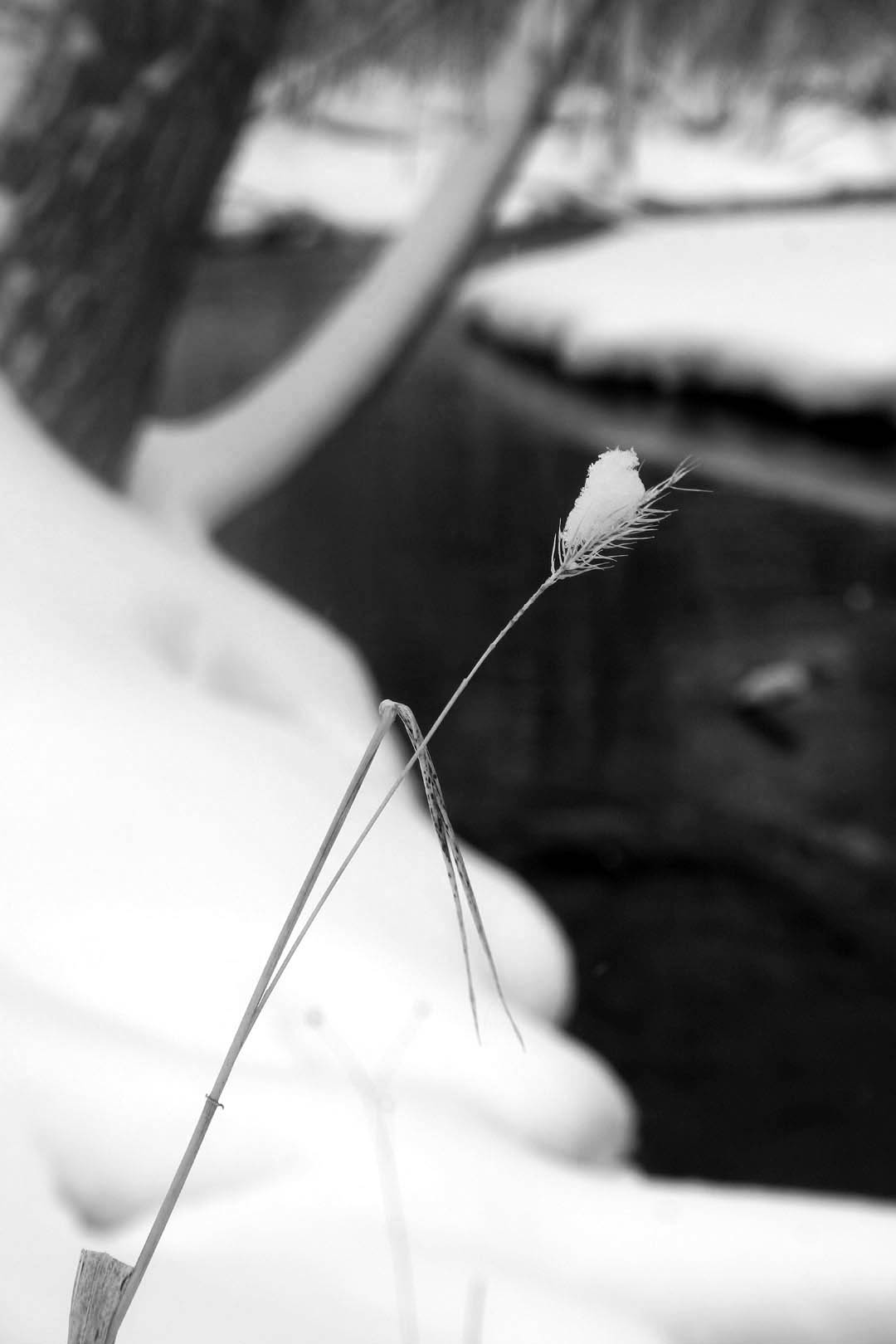 Snow-cap