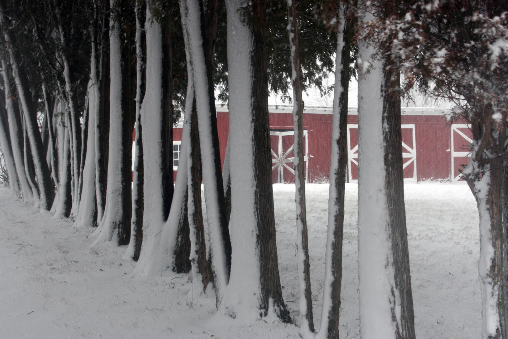 Tree Line -- Ada