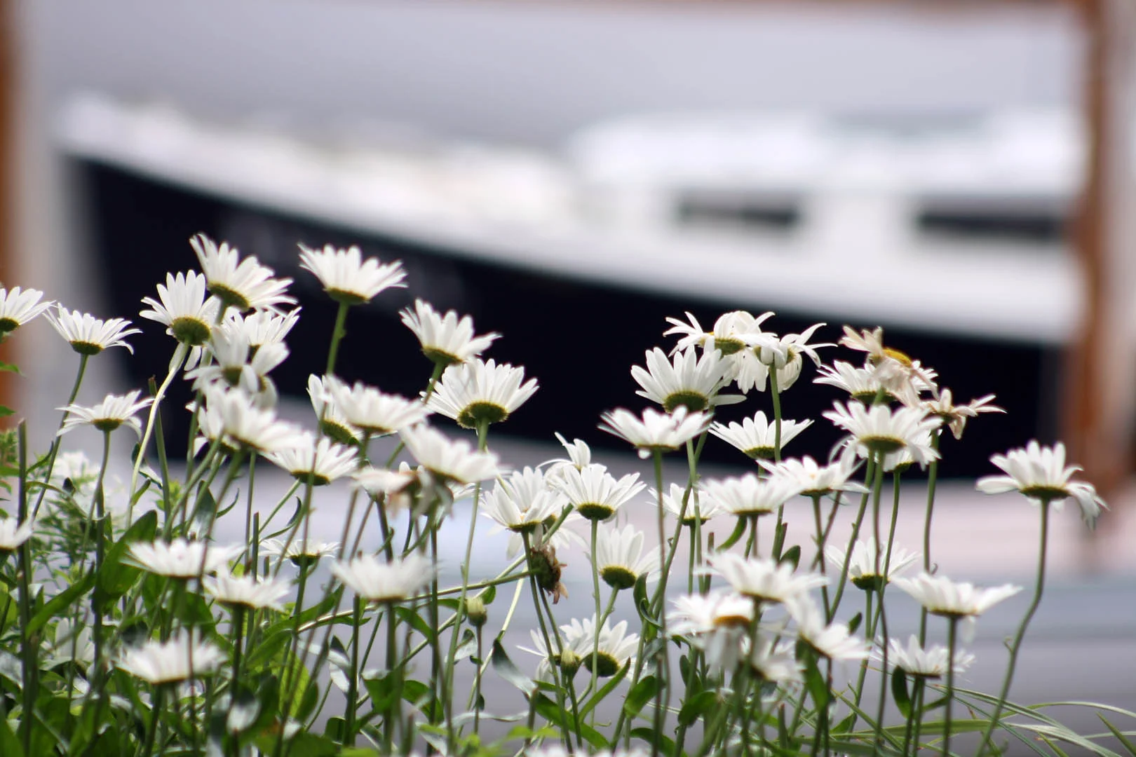Daises and Boat