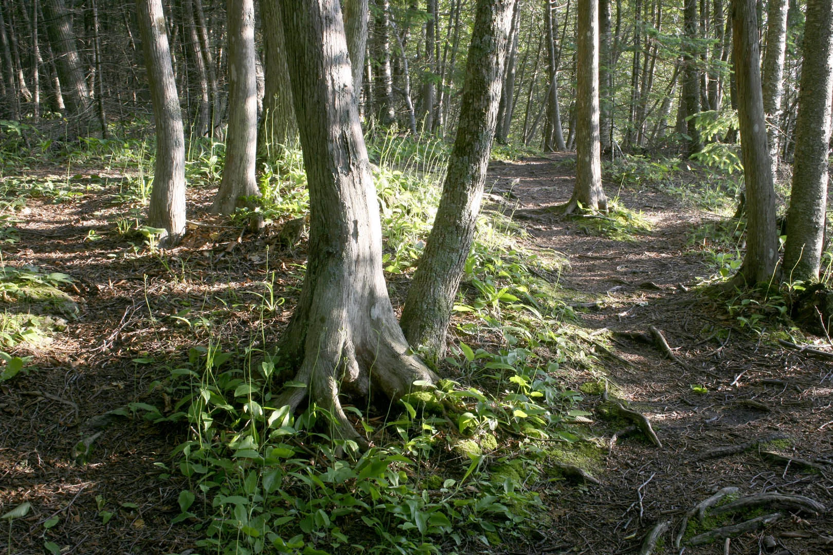 Mackinac Island Trail -- 1