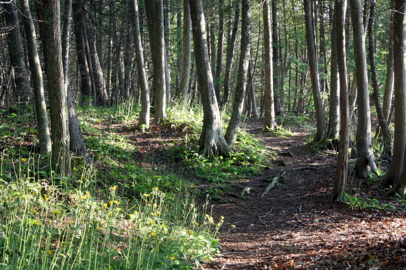 Mackinac Island Trail -- 2