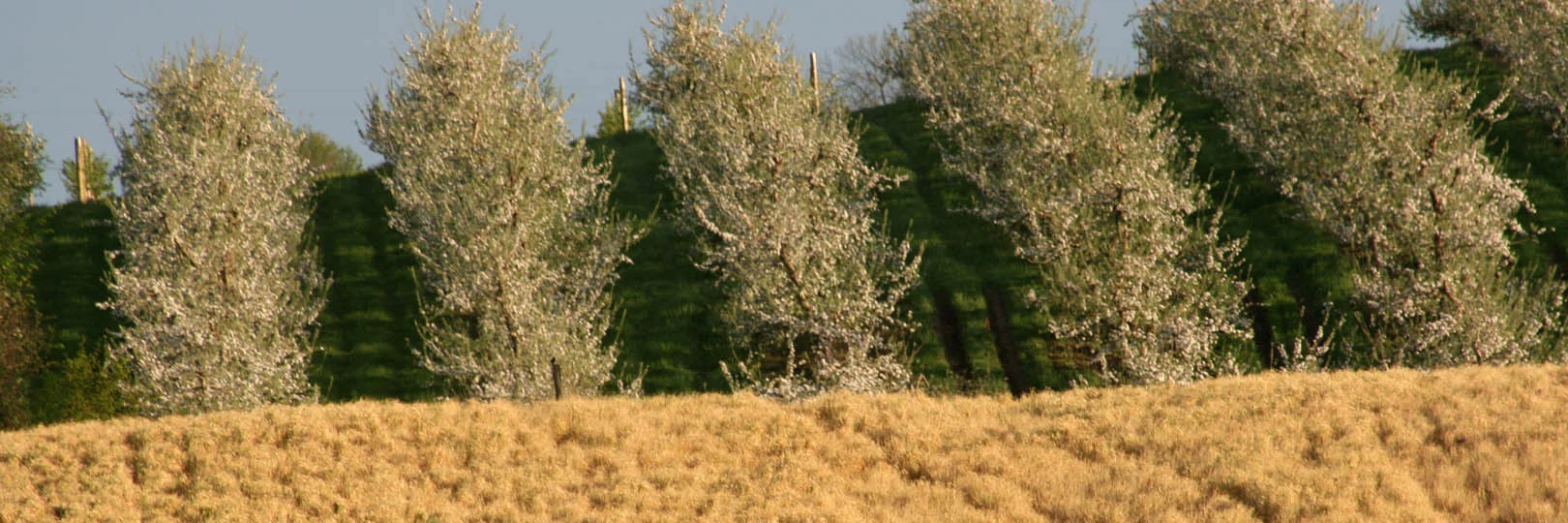 Orchard View