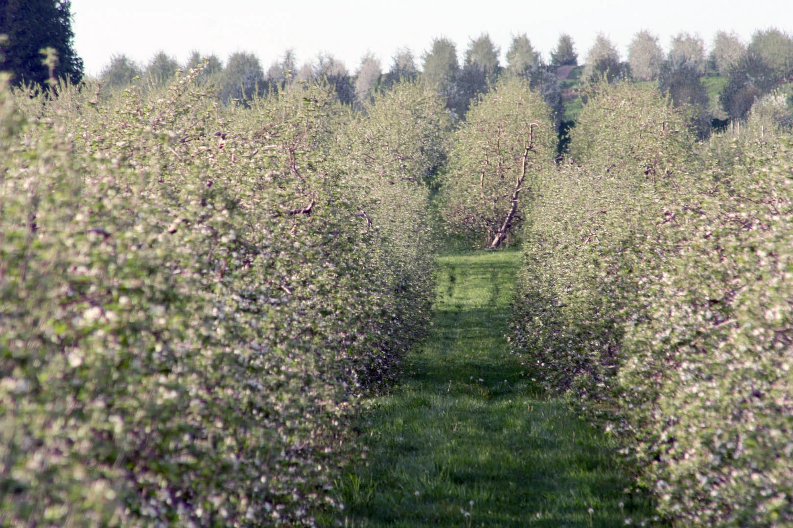 Apple Blossoms
