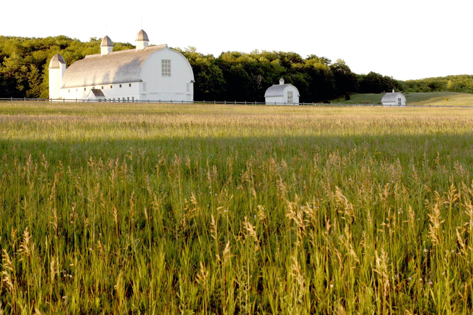 Three White Barns