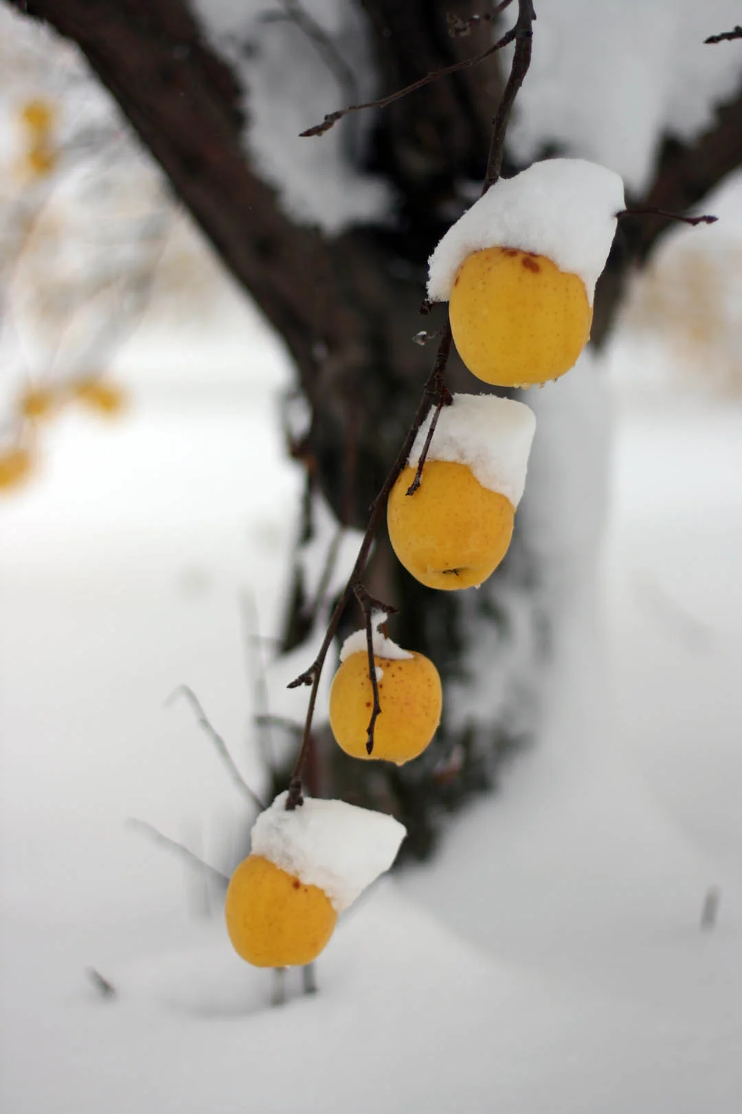 Frozen Fruit -- Color