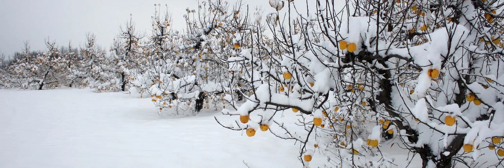 Frozen Fruit Trees