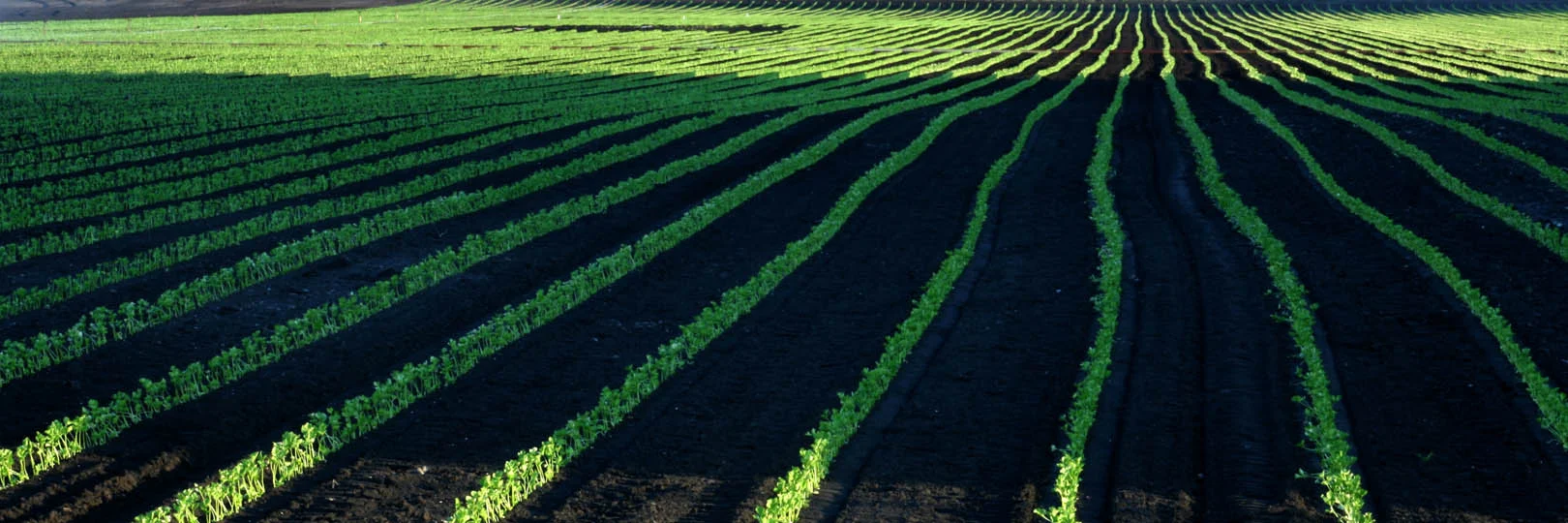Celery Fields Forever