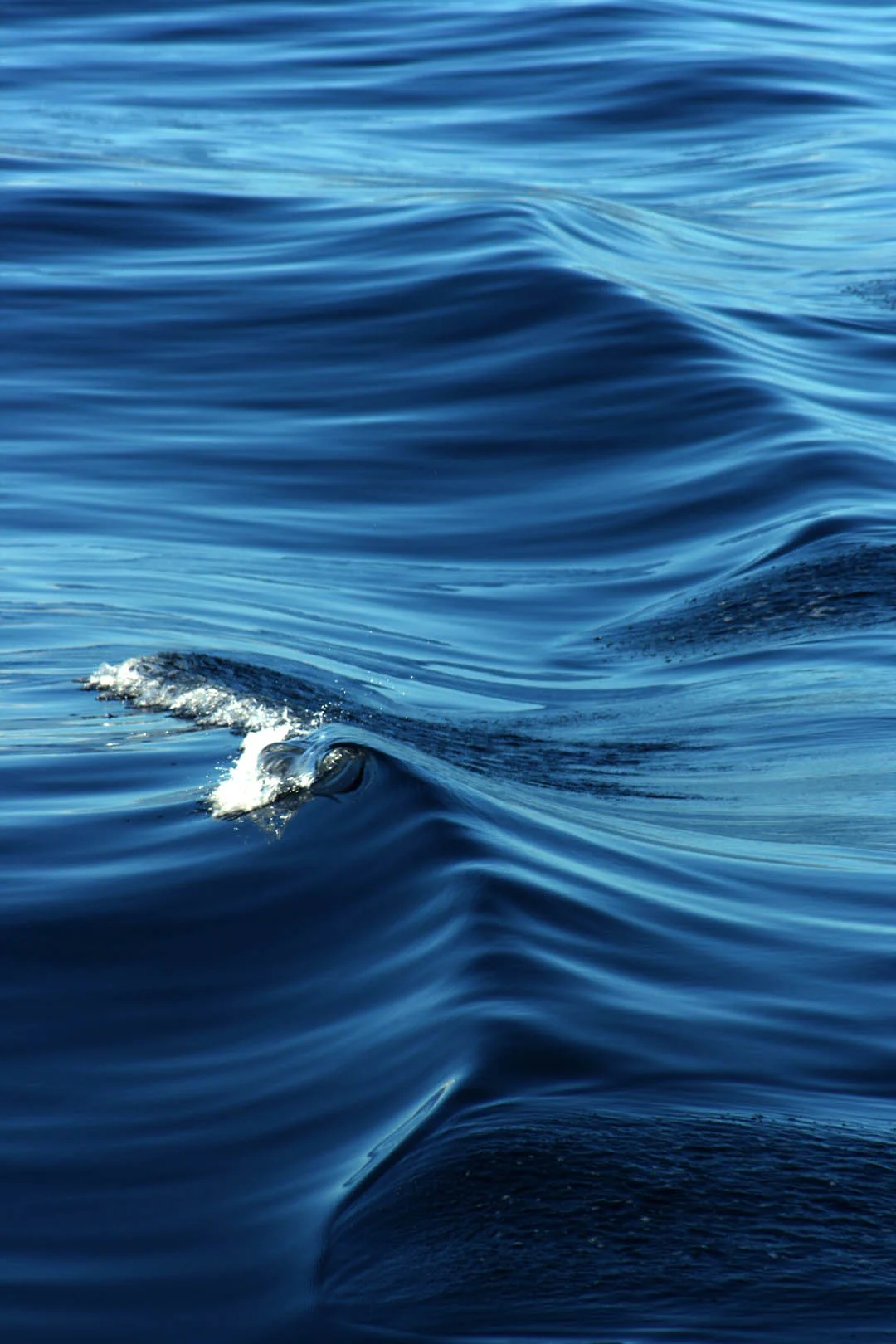 Hawaiian Wave