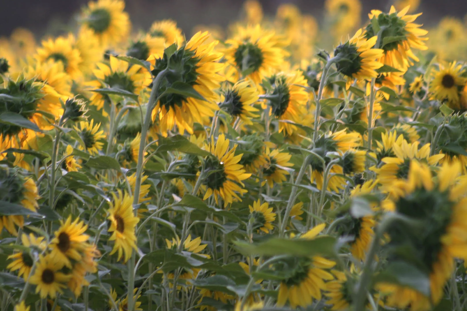 Sunflower Field from Behind