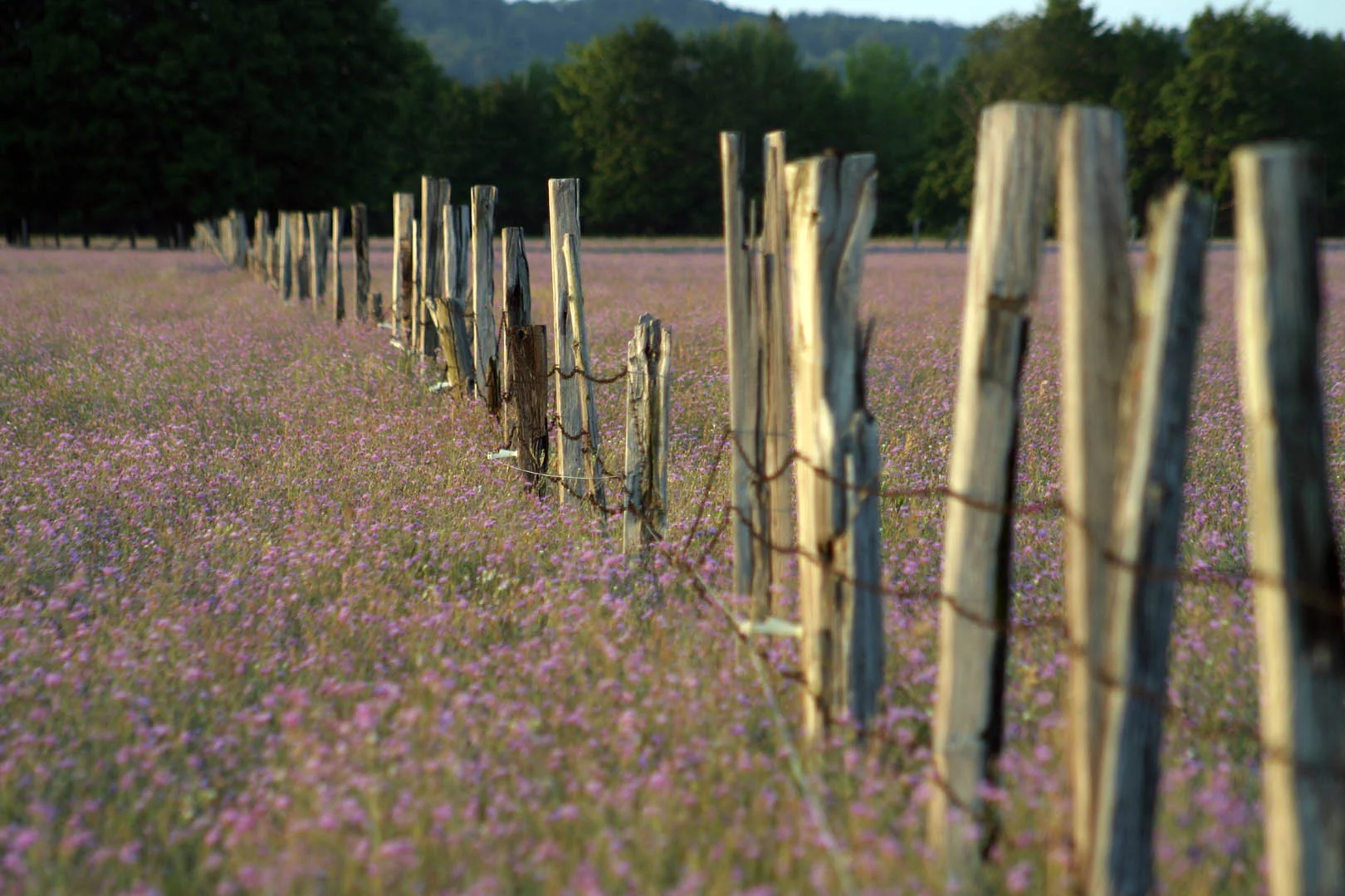Lavender Field