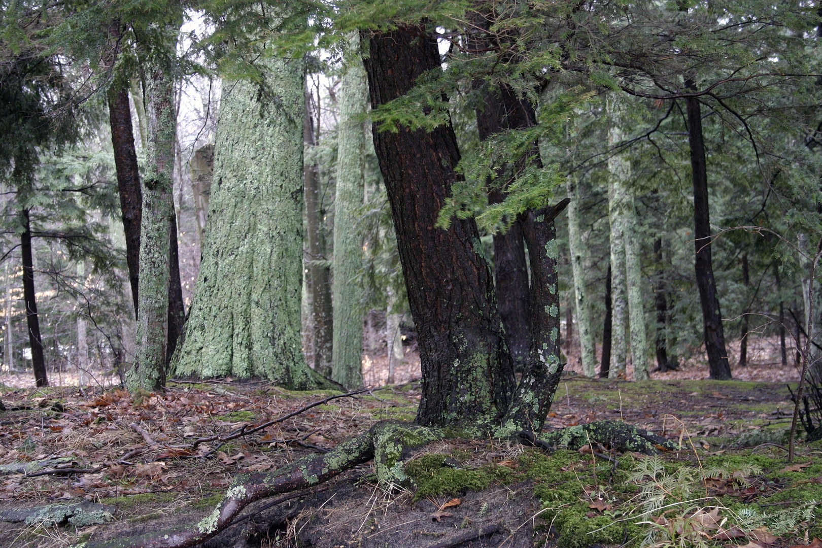 Moss-covered Trees