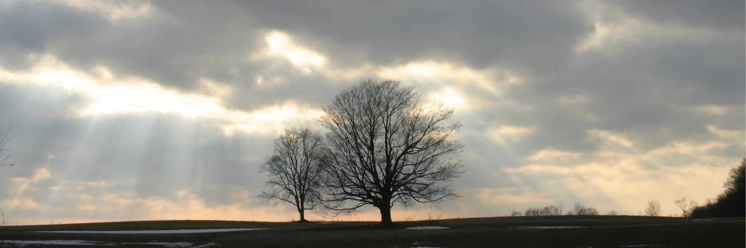 Two Trees