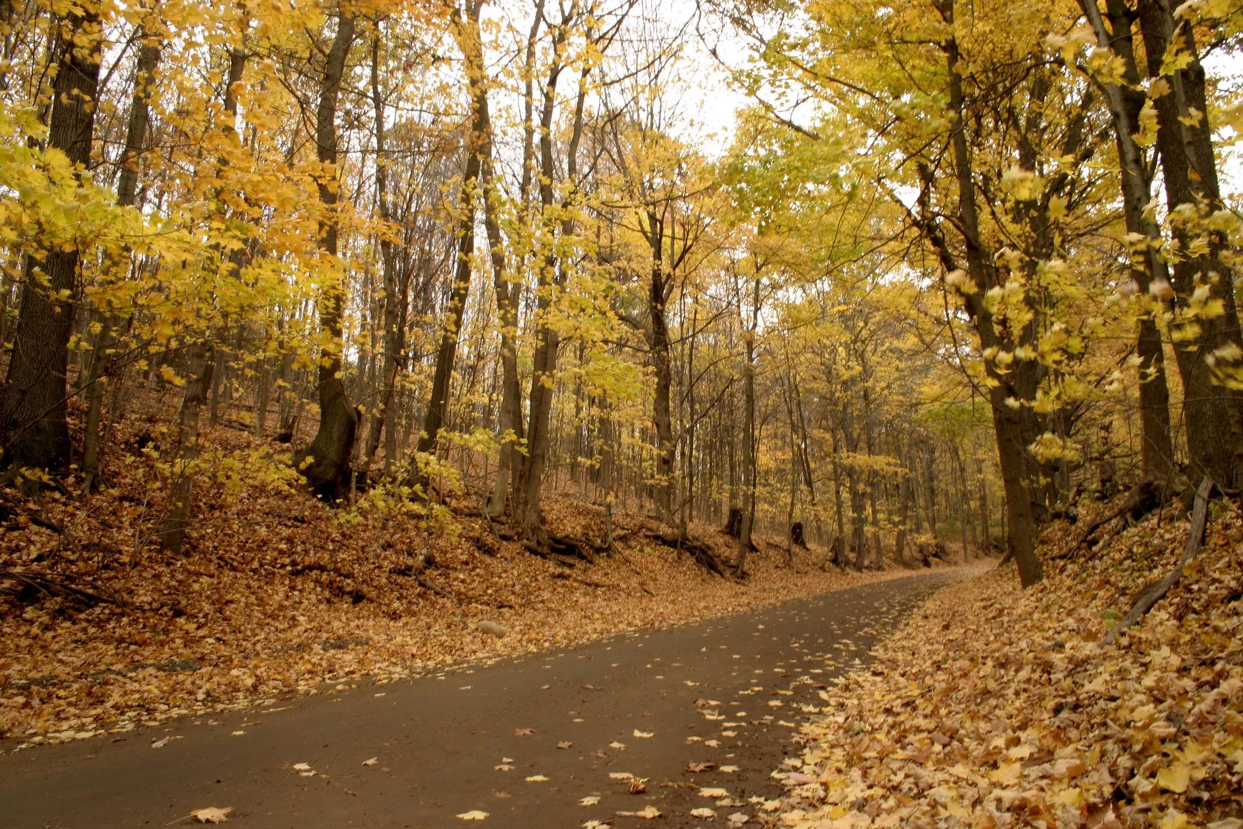 Autumn Road