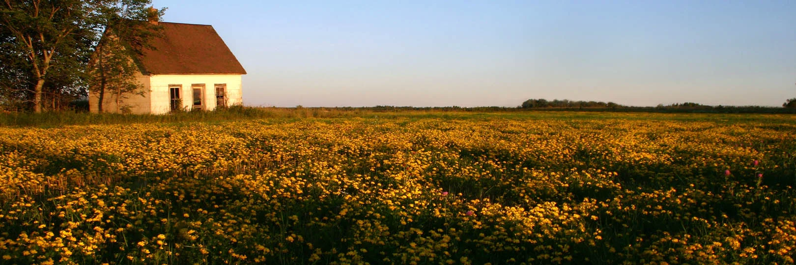 Field of Gold