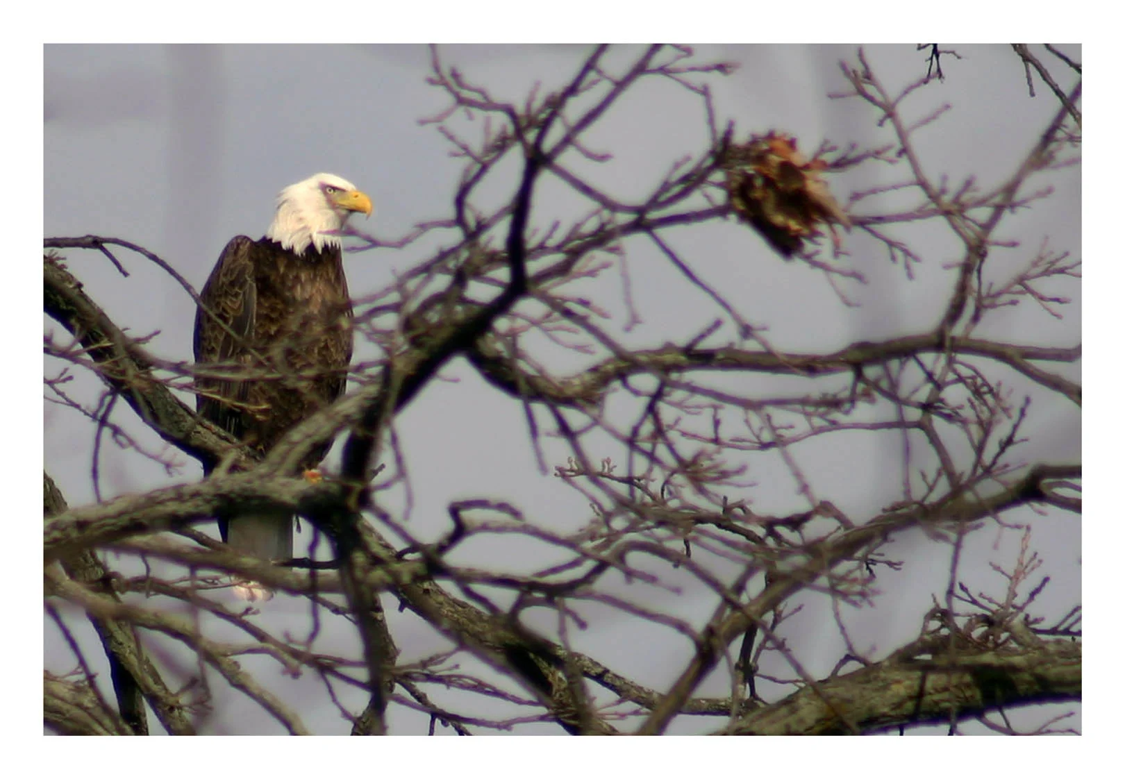 Lowell Eagle