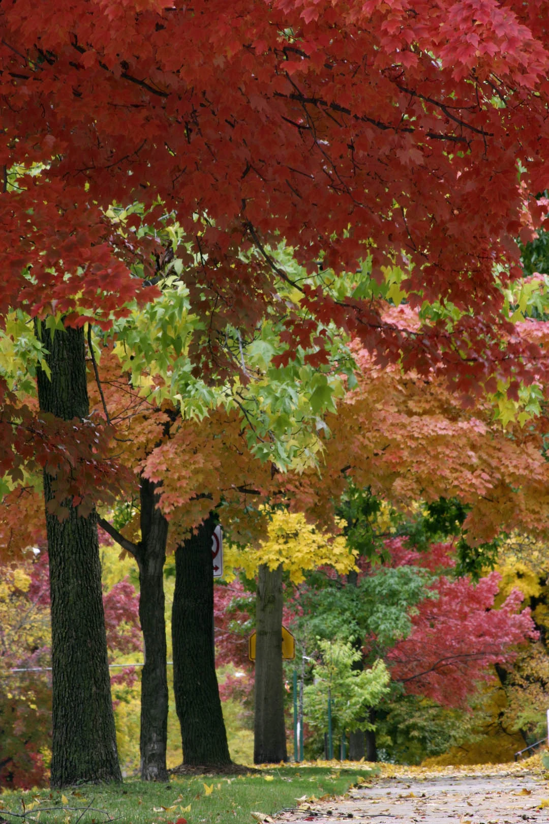 Autumn in Grand Rapids