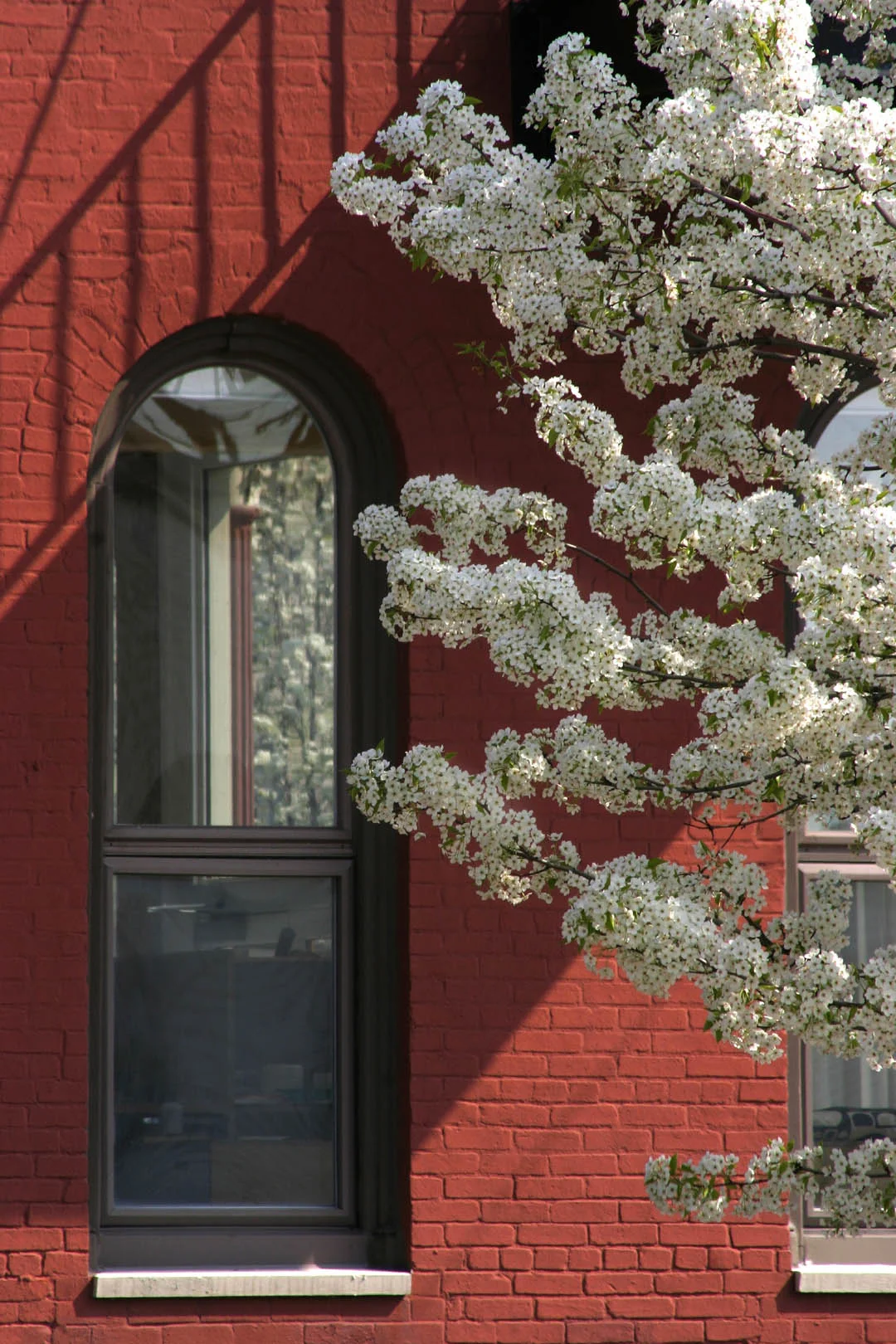 Blossoms and Bricks
