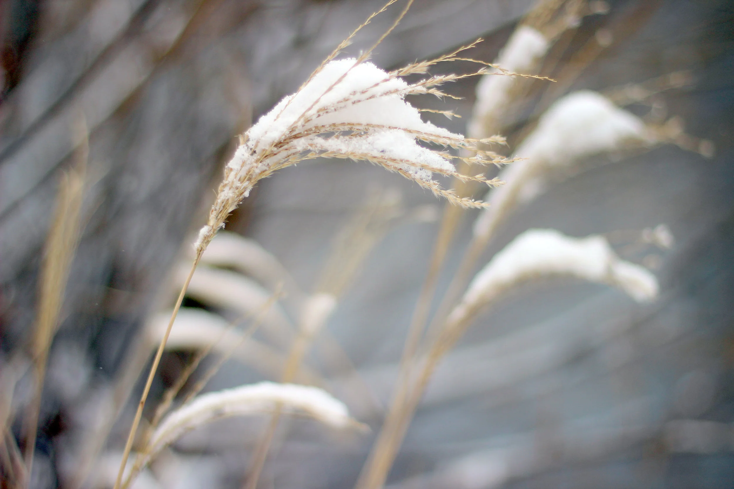 Winter grains