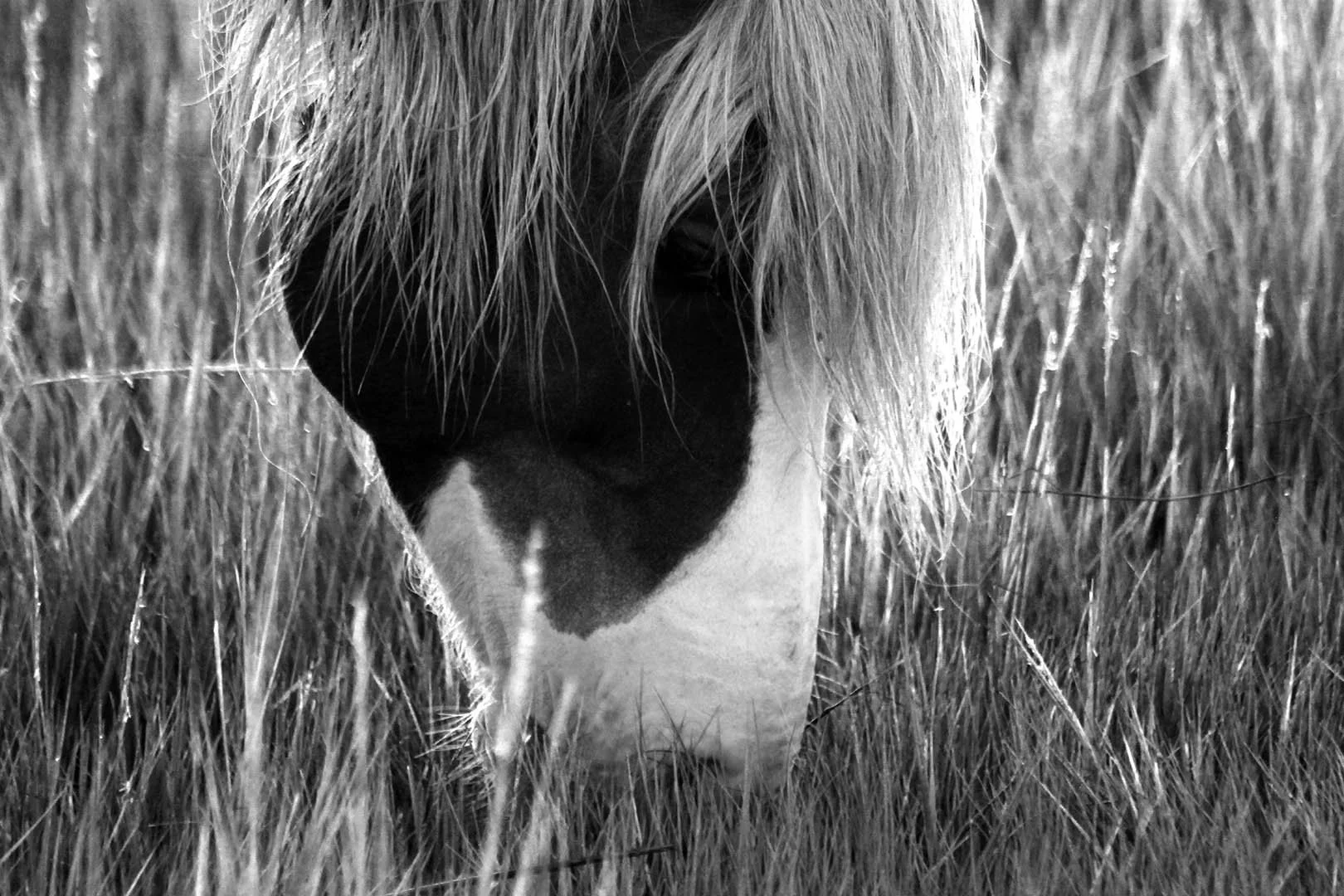 1pony6735small.jpg