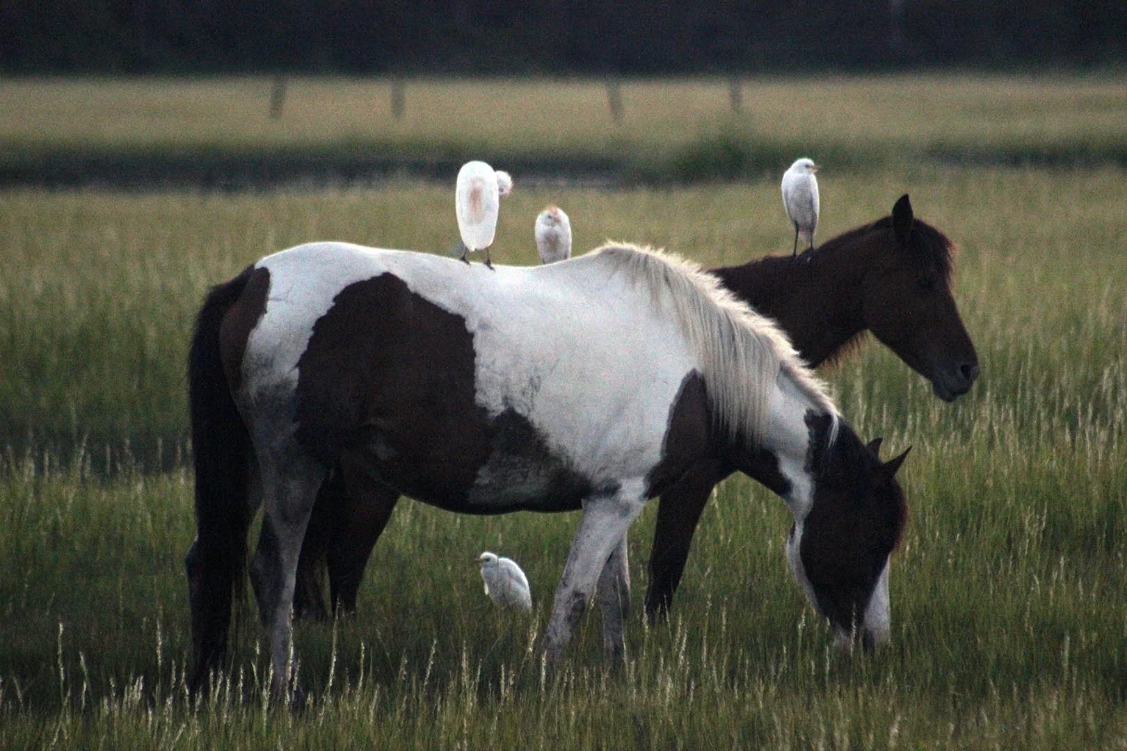 1pony6645small.jpg