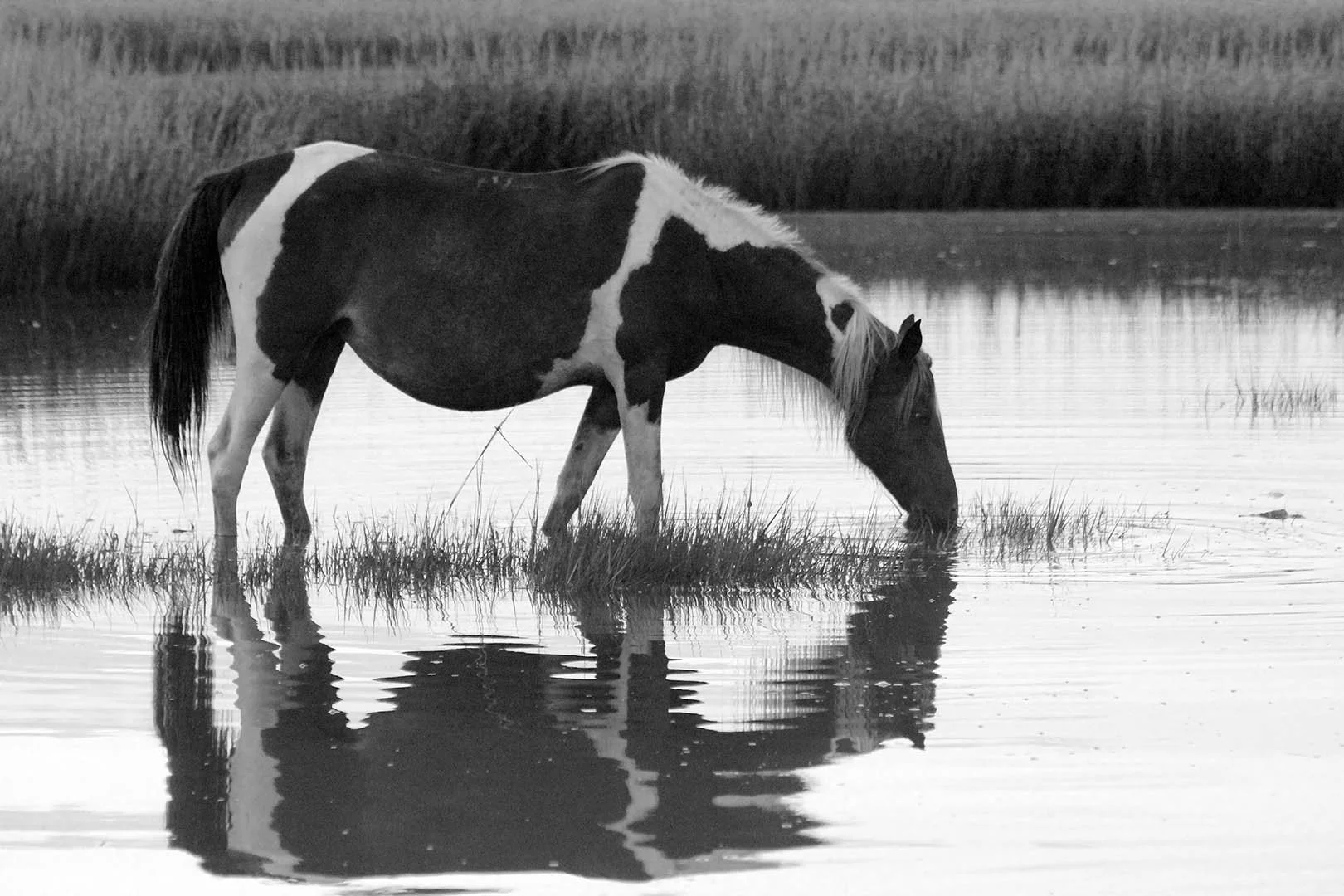 1pony1624small.jpg